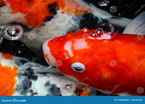 Kohaku Fish Swim Peacefully in an Underwater Environment Stock Photo - Image of pastel, ethereal ...