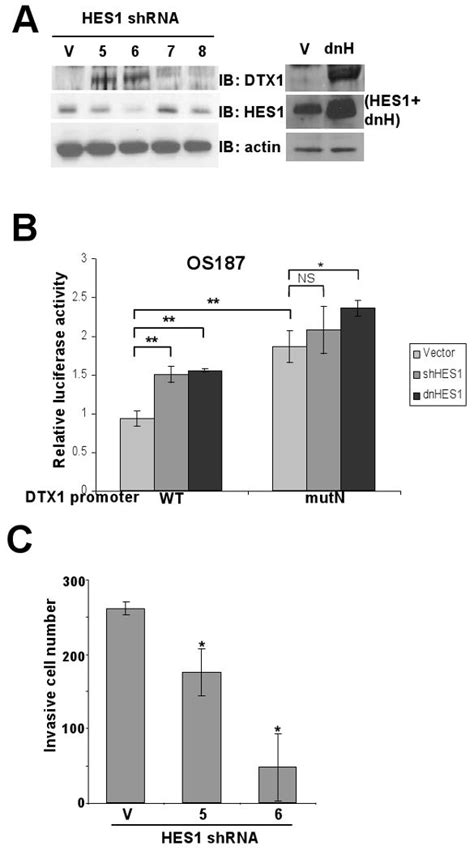 Hes1 Suppression Increases Dtx1 Promoter Activity Through The N Box Download Scientific Diagram