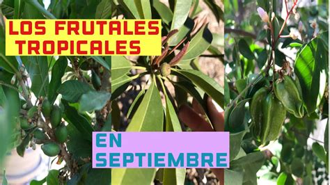 Los árboles frutales tropicales en Septiembre/ Tropical fruit trees in ...