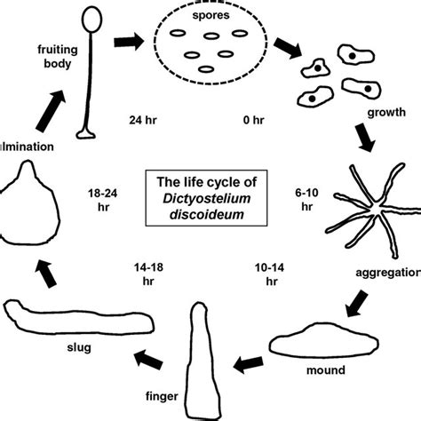 Pdf Dictyostelium Discoideum A Model System For Cell And