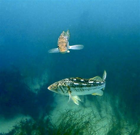 Calico Bass Underwater