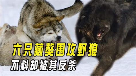 六只藏獒围攻野狼，不料却被其反s，藏獒真的打不过狼吗？ 动物视频 搜狐视频