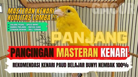 Burung Kenari Manapun Nyaut Pancingan Kenari Gacor Ngedur Panjang