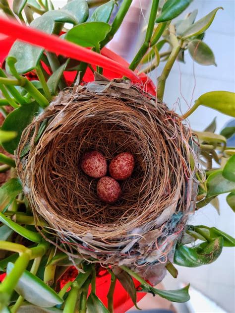 20,000+ Best Bird Nest Photos · 100% Free Download · Pexels Stock Photos