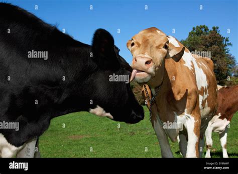 Livestock A Guernsey Dairy Cow Grooms A Holstein Dairy Cow By Licking