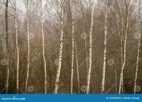 Naked Birch Trees In Heavy Mist In Countryside Stock Photo Image Of Frozen Birch 141205924