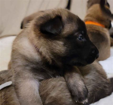 Belgian Malinois Puppies For Sale