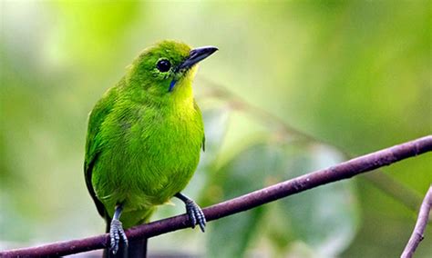 Gambar Burung Kicau Kecil Pulp