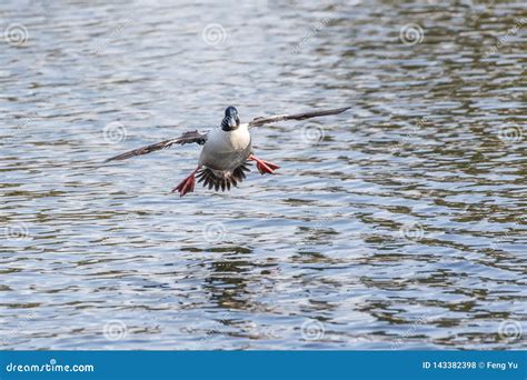 Male Bufflehead duck stock photo. Image of canada, water - 143382398