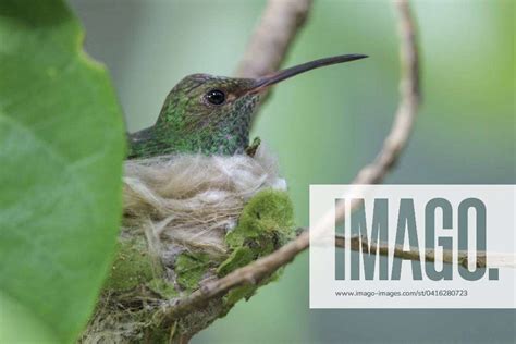 Rufous Tailed Hummingbird Amazilia Tzacatl Perched On A Branch On Its