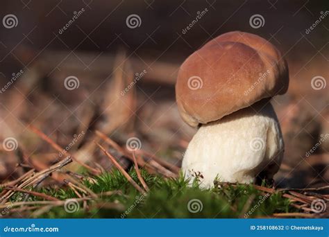 Porcini Mushroom Growing In Forest Closeup Space For Text Stock Photo