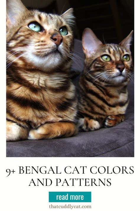 9+ Bengal Cat Colors and Patterns - That Cuddly Cat