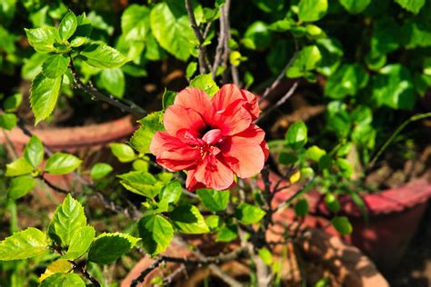 Tropical Hibiscus Buying And Growing Guide