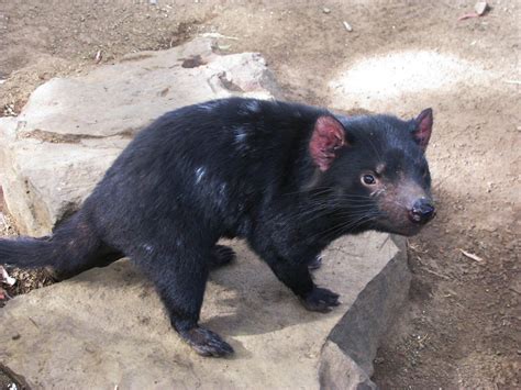 Sarcophilus Harrisii Tasmanian Devil Captive Tasmanian Flickr