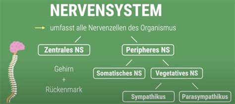 Das Nervensystem Ebing Karteikarten Quizlet