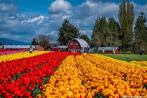 Skagit Valley Tulip Festival