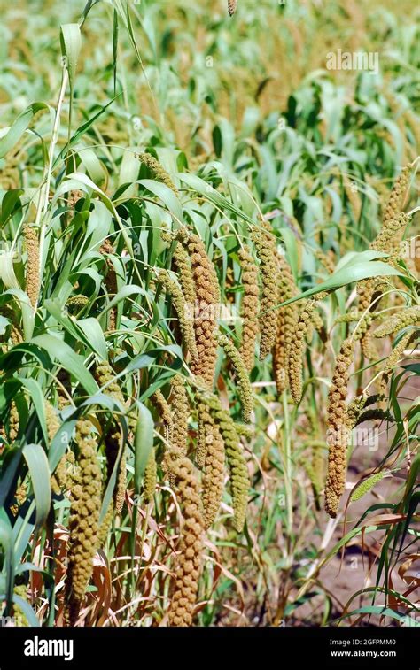 Foxtail Millet Dwarf Setaria Italian Millet Kolbenhirse Setaria