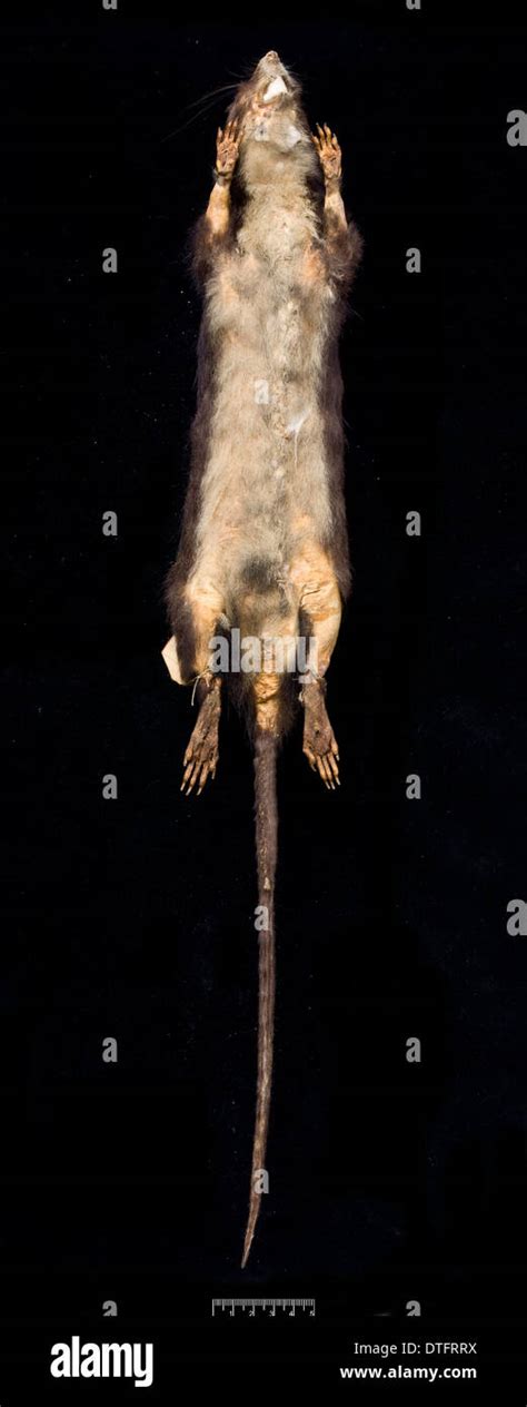 Megalomys Desmarestii Antillean Giant Rice Rat Stock Photo Alamy