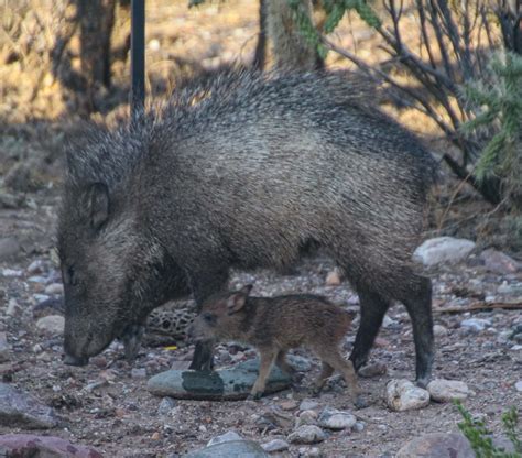 Javelina Tayassu Tajacu Collared Peccary With Her Baby Flickr