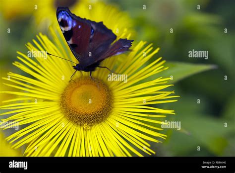 Butterfly In An English Garden Hi Res Stock Photography And Images Alamy