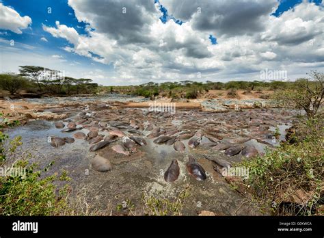 Huge Amount Of Hippos Hippopotamus Amphibius In Famous Hippo Pool Of