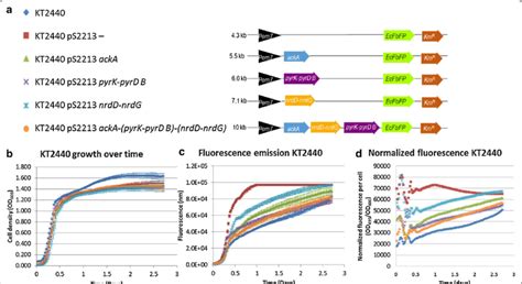 Building The Design Of P Putida Kt2440 Capable Of Growth Under Anoxic