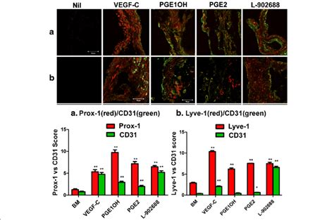 Immuno Histological Quantification Of Lymphatics And Vascular