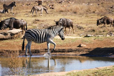 zebras  wildebeests  south african watering hole  stock photo