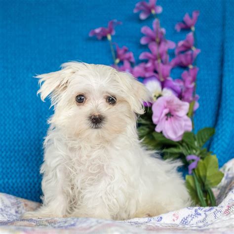 Maltese Puppies for Sale (Cute, Smart, & Healthy) | VIP Puppies