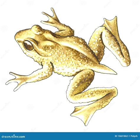 Tailed frog. stock illustration. Illustration of america - 15601862