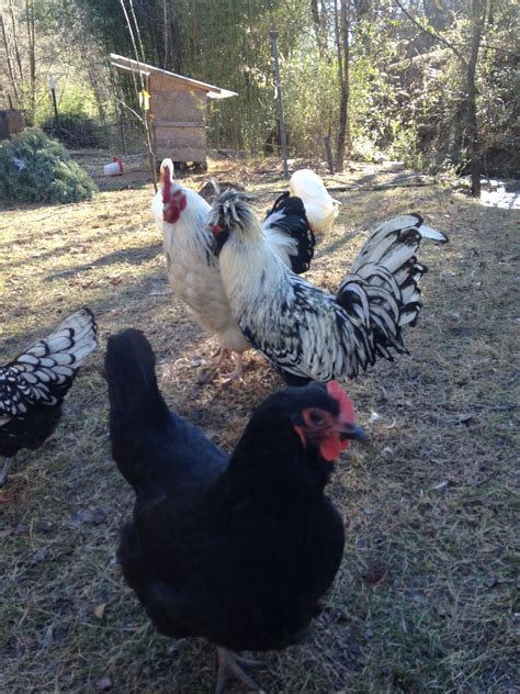 Black Australorp Hen Backyard Chickens Learn How To Raise Chickens