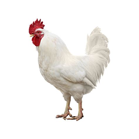 poulet blanc abattoir de bondy