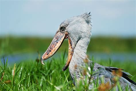 The Shoebill Or The Most Terrifying Bird In The World Audubon