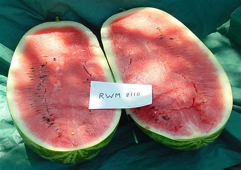 Watermelon Variety Trials 2001 Rwm 8110