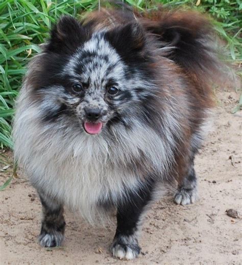 Blue Merle Pomeranian Dog Puppy Pups Puppies Pom Pom Blue Merle