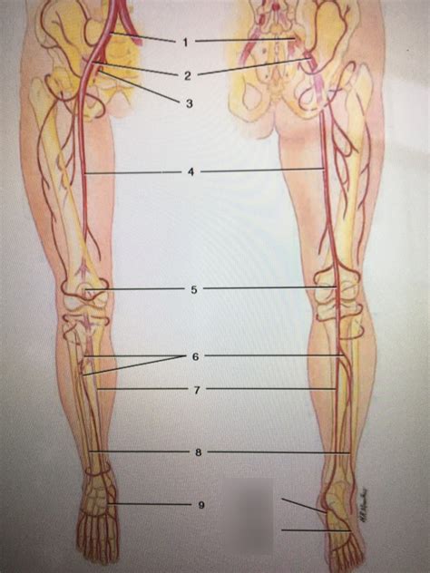 Arteries Of Pelvis And Lower Limb Diagrams Diagram Quizlet Sexiz Pix