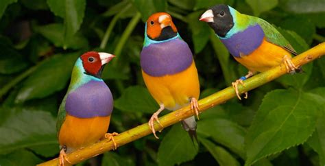 Rainbow Plumage Makes The Gouldian Finch One Of The World S Most