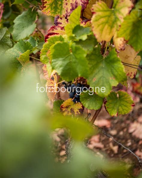 Vigne Et Raisin Fotobourgogne