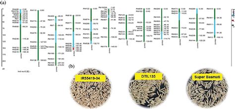 Phyton Free Full Text Introgression Of Drought Tolerance Into Elite