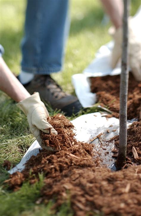 How To Mulch Like A Pro