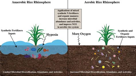 Frontiers Recent Trends In Nitrogen Cycle And Eco Efficient Nitrogen