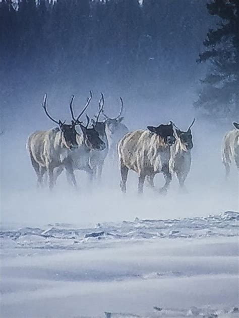 Deer, Snow, Tree's, Scenery, Herd, Snow Deer Stock Image - Image of ...