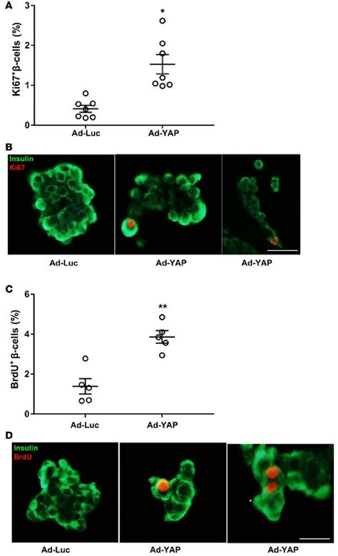 YAP Overexpression Promotes Human Cell Proliferation A D Human