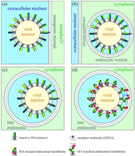 Schematic Representation Of Receptor Binding And Fusion Of Influenza