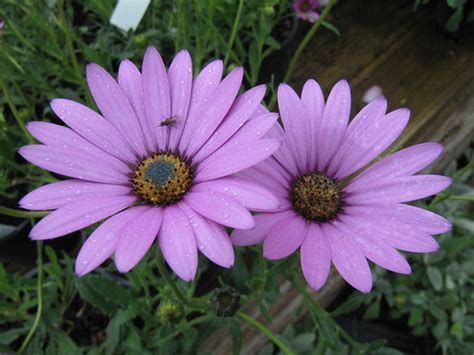 Osteospermum Tresco Pink And A Little Fly Manor Nurs Flickr