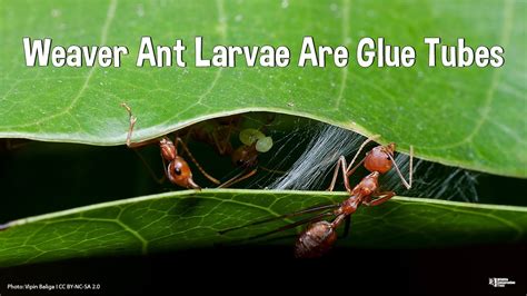 Weaver Ant Larvae Are Glue Tubes Youtube