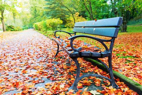 Park Bench and Autumn Leaves Stock Photo - Image of bench, outdoor ...