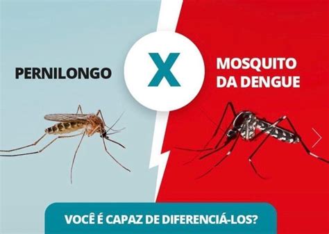 Fesmig Dengue Saiba Os Sintomas Como Prevenir E Aprenda A