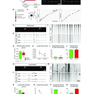 Adult Retina Explant Culture Mimics In Vivo Axon Regeneration A