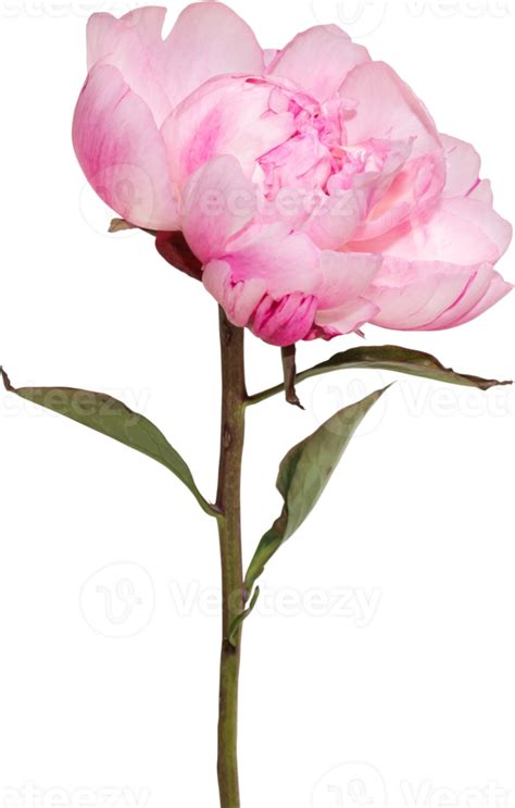 Fondo de transparencia de flor de peonía rosa Objeto floral 8848164 PNG